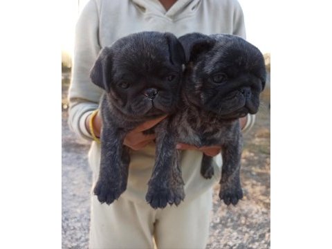 Safkan pug