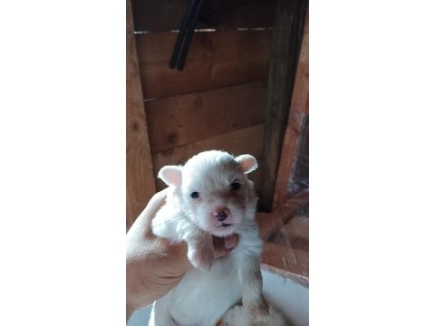Maltese terrier ev doğumlu