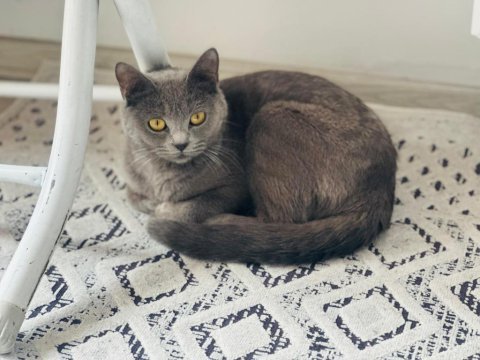 Yaklaşık 9 aylık dişi british shorthair uygun fiyata