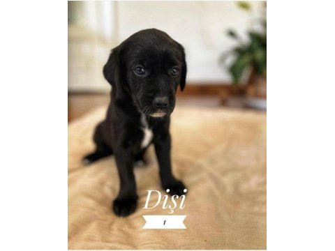 Deprem bölgesinden köpekler