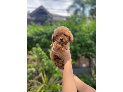Toy poodle ırk garantili köpekler