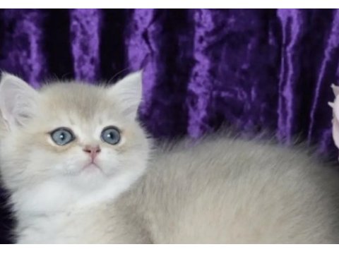 British shorthair yavrumuz