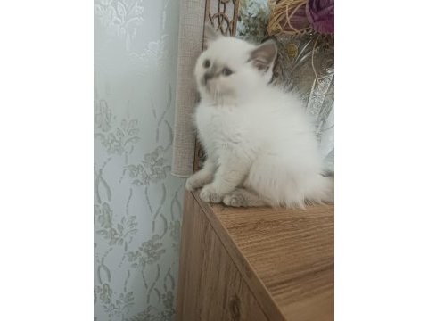 British shorthair blue point yavrular