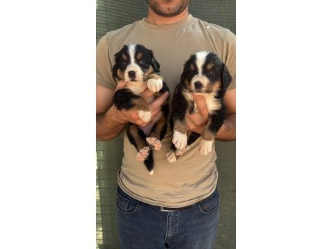 Bernese yavruları