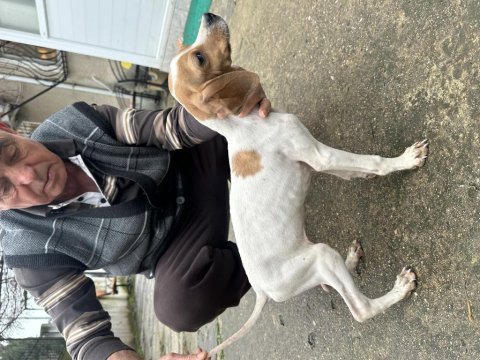 Pointer avcı köpeği saf kan uygun