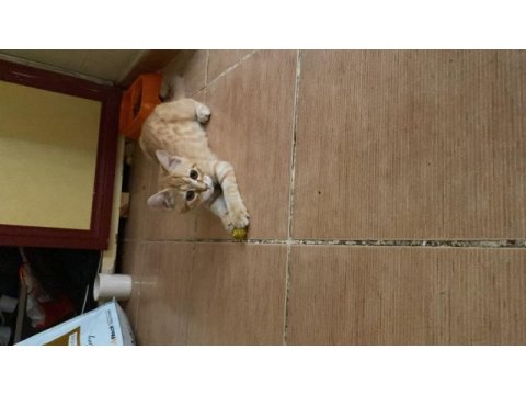 Adana içi acil sahiplendirme british shorthair melezi