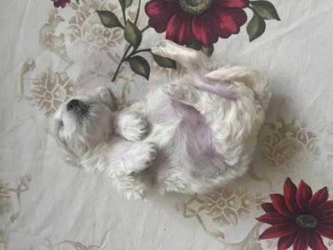 Aradığın dostun burada maltese terrier