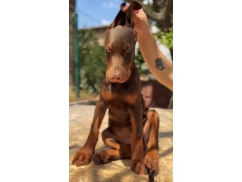 Yurt dışı kan hattı doberman yavrular