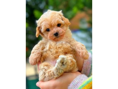 Kıvır kıvır maltipoo köpeği yavrularım