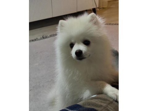 Pomeranian oğluma yuva arıyorum