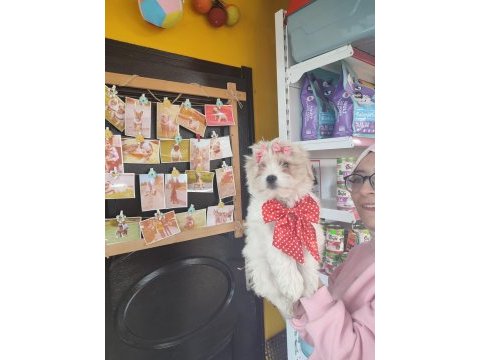 Üst düzey maltipoo bebeklerimiz hazır