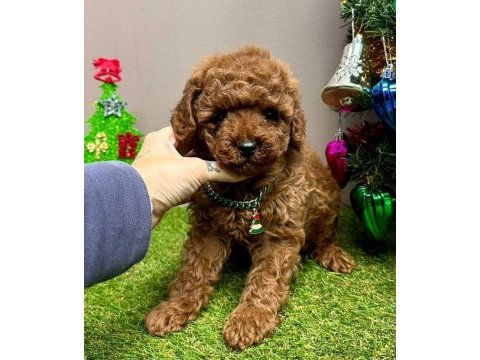 Sevimli toy poodle yavrularımız