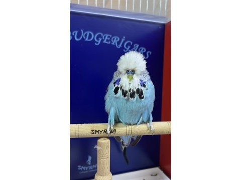 Show jumbo kuşlar takımlar isteyene yardımcı olurum