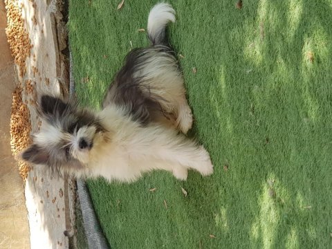 Yorkshire terrier 5 aylık beewer erkek