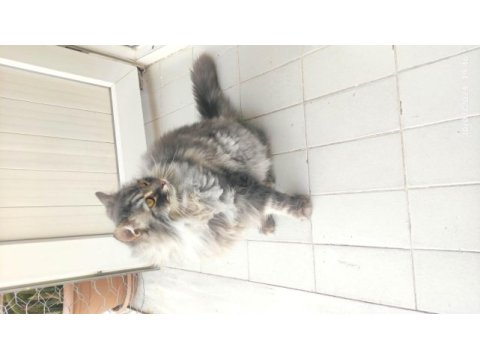 2 yaş kısır çipli aşılı british longhair erkek