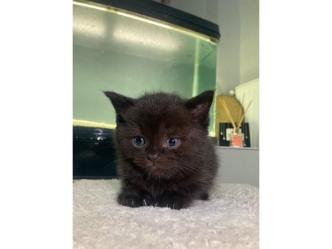 2 aylık british shorthair erkek