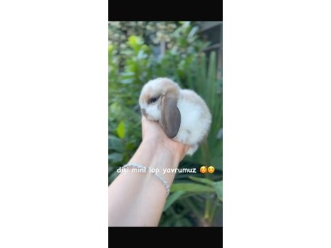 Hollanda lop yavrular ve cüce tavşanlar