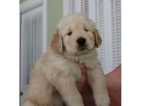 Irk garantili golden retriever yavruları