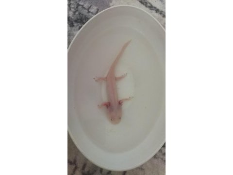 Aksolotl sürüngen