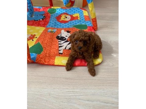 Toy poodle ev ortamında orjinal