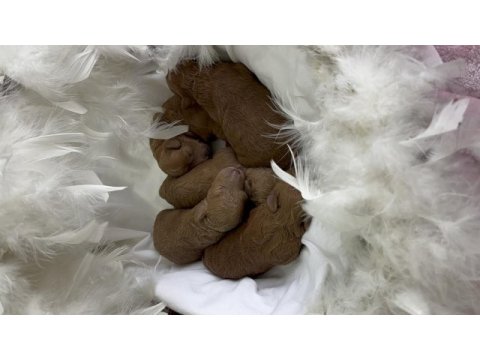 2 haftalık poodle kahverengi bebekler