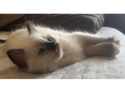 Ragdoll yavruları