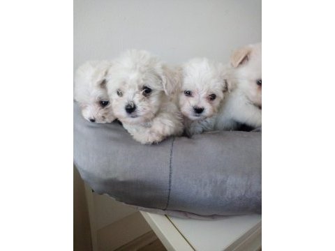 Maltese terrier bebekler