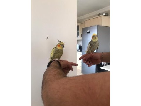 Sultan papağanı çapkın ve limonla ayrılma vakti geldi