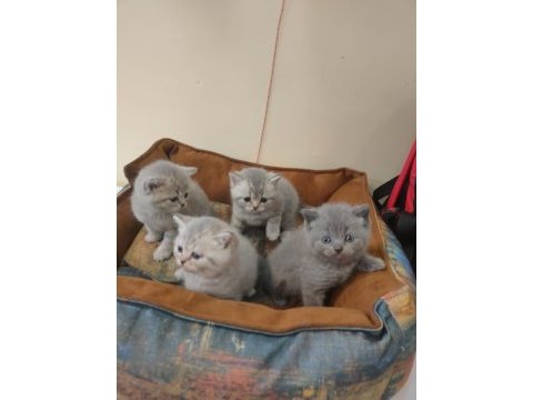 British shorthair yavruları