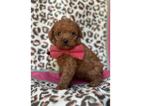Ruhsatlı çiftlikten toy poodle bebekler