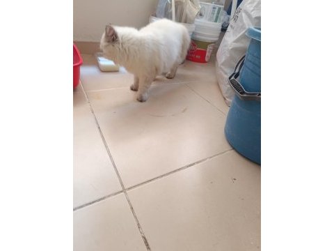 Shorthair ıran persian (pug ile takas var)