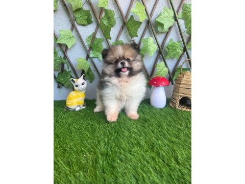 Pomeranian yavrularımız