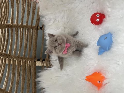 British shorthair lilak