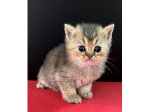 33 yıllık canpette british shorthair yavruları