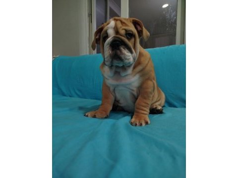 Safkan ingiliz bulldog bebekler