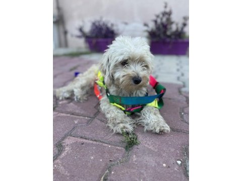 Maltese çok tatlı kopegimiz disi uyumlu
