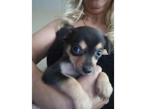 Bebek minyatür pinscher