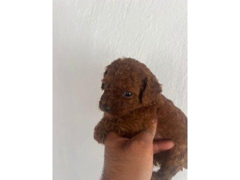 Toy poodle teacup