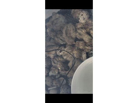 Yeni çıkım bıldırcın civciv