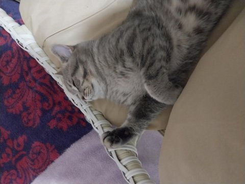 British shorthair mükemmel renk marsımız ücretsiz