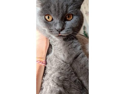 Dişi 2 yaşında british shorthair