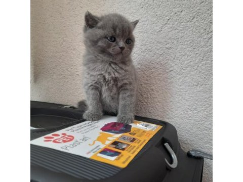 2 aylık british shorthair yavrular