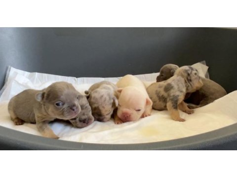 Rezervasyon hazır french bulldog yavrular