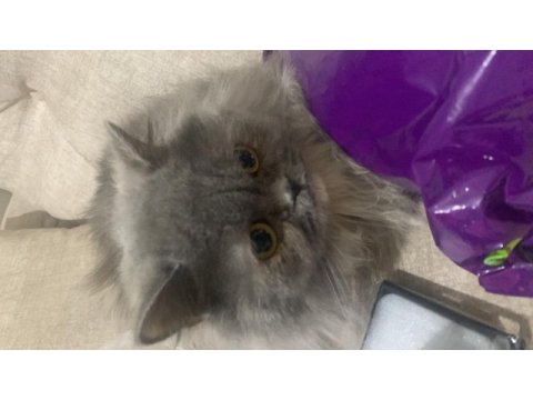 2 yaşında british longhair (çiftleştirme)