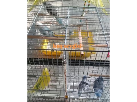 Hazır çift muhabbet kuşu yavru verdiler