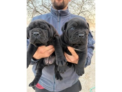 Irk garantili cane corso yavrular – özel bakımlı