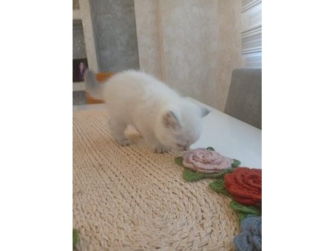 Beyaz british shorthair prens