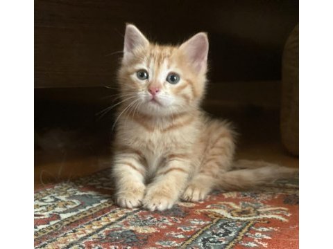 Kedimiz frida kalıcı yuvasını arıyor ücretsiz sahiplendirme