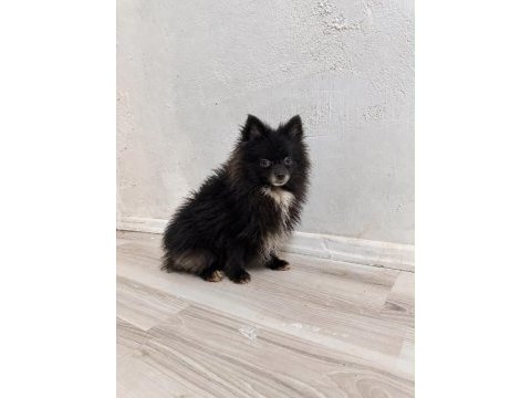 Pomeranian dişi en uygun