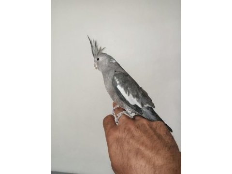 4 5 aylık sultanlar ele alışık